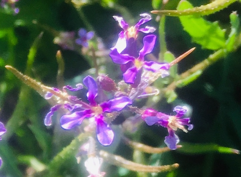 Photo of blue mustard flowers